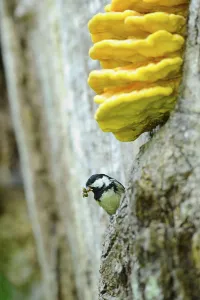 Southern Germany Nature Views Stampe: Tit looking curiously out of a tree
