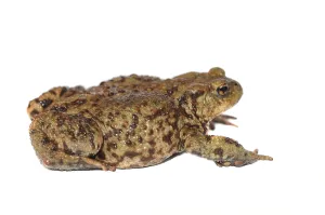 Common Toad Images Stampe: Toad (Bufo bufo complex)