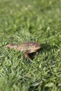 Stampa con cornice : Ranocchio (Bufo bufo complex) sull'erba.
