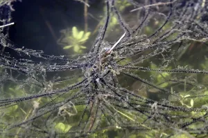 Amphibian Reproduction Stampe: Toad spawn