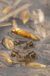 European Toad Mating Season Stampe: Toads spawning (Bufo bufo)