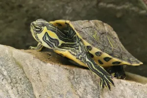 Aquarium Animals Stampe: Tortoise (Trachemys scripta scripta)