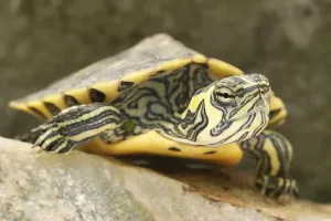 Aquarium Animals Stampe: Tortoise (Trachemys scripta scripta)