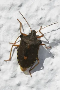 Shield Bug Stampe: Tree bug (Carpocoris fuscispinus)