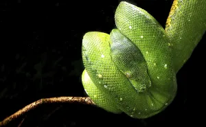Constrictor Snake Species Stampe: Tree python hanging on the branch