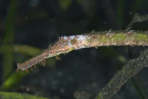 Marine Animal Portraits Stampe: Triangular pipefish, Triangular alligator pipefish