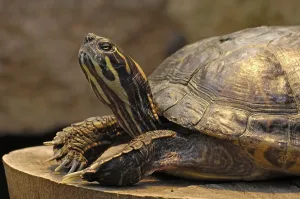 Tropical Reptiles Stampe: Turtle, Trachemys scripta elegans