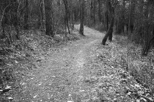 Autumn Colored Landscape Stampe: Winding forest path with sparse trees