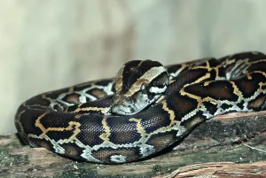 Scaled Reptile Wildlife Photography Stampe: Young Indian burmese python (Python molurus bivittatus)