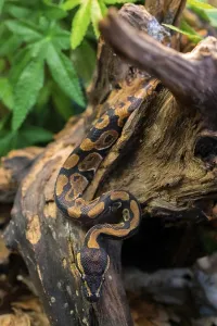 Natural Environment Wildlife Photo Stampe: Young python on tree in jungle