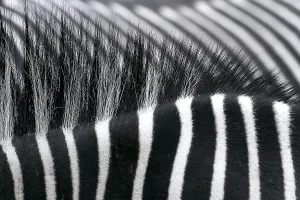 Zebra Crossing Stampe: Zebra backs