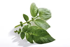 Studio Botany Shots Stampe: Potato leaf