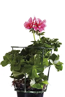 Geraniaceae Family Stampe: Potted Geranium