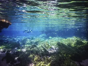 Bonito Stampe: Praticare il subacqueo e lo snorkeling.