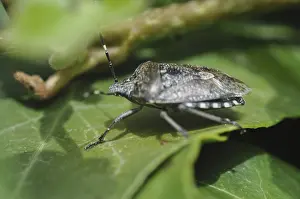 Insect Pest Control Stampe: Predatory bug, bug, insect, pest