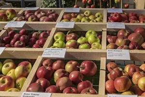 German Fruit Photography Stampe: Presentation of different apple varieties