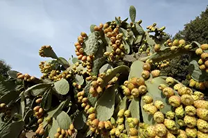 Cactus Pear Fruit Stampe: Prickly pears