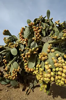 Cactus Pear Fruit Stampe: Prickly pears