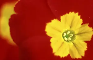 Close Up Primrose Stampe: Primrose