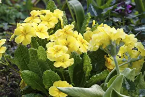 Close Up Flowers Stampe: Primrose or primula in the spring garden