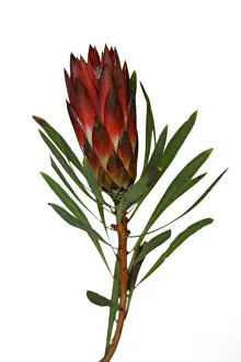 South African Flora Stampe: Protea