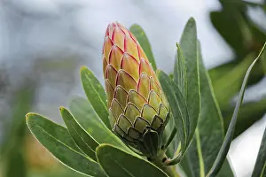 Stampa con cornice : Protea Susara Stampa con cornice : Protea Susara