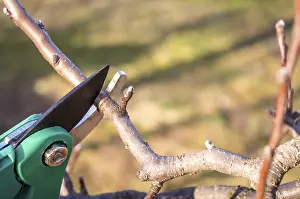 Deciduous Tree Maintenance Stampe: Pruning apple with garden scissors