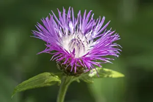 Deserted Flower Field Germany Stampe: Psephellus dealbatus (Centaurea dealbata)