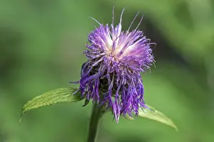 Asteraceae Flowering Plant Stampe: Psephellus dealbatus (Centaurea dealbata)