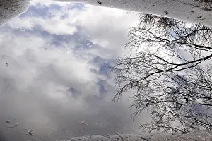 European Winter Scenes Stampe: Puddle with reflection, Winter, Germany