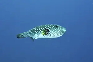 Immagini datate 9 agosto 2024: White spotted pufferfish print