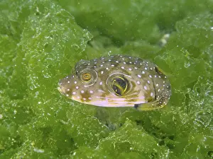 Immagini datate 2 agosto 2024: Patterned pufferfish print