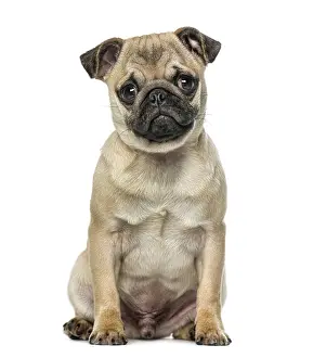 Isolated White Background Dog Stampe: Pug
