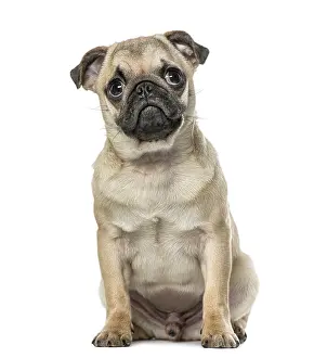 Purebred Puppy Stampe: Pug