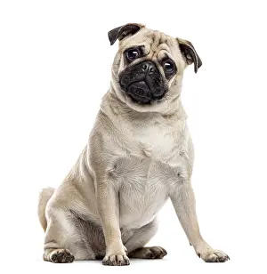 Purebred Dog Front View Stampe: Pug sitting and looking at the camera