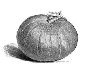 Pumpkin Nutrition Facts Stampe: Pumpkin