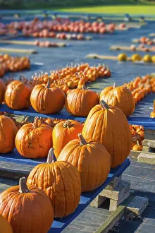 Agricultural Landscape Shots Stampe: Pumpkin
