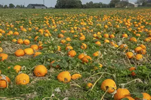 Swedish Countryside Scenery Stampe: Pumpkin field with ripe pumpkins in Loderup