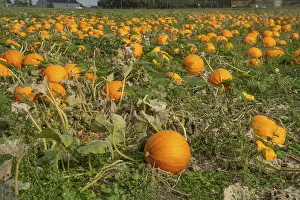 Scandinavian Countryside Scenery Stampe: Pumpkin field with ripe pumpkins in Loderup
