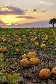 Evening Atmosphere In Austria Stampe: Pumpkin fields in the evening light