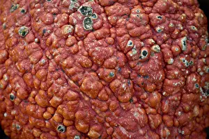 Full Frame Food Image Stampe: Pumpkin or squash (Cucurbita), detail view of the shell