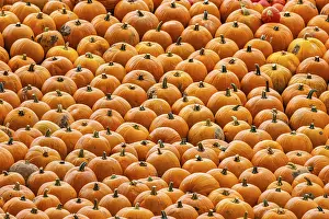 Vegetable Garden Images Stampe: Pumpkins