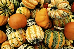 Fall Season Vegetables Stampe: Pumpkins
