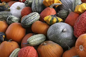 Autumn Pumpkins Stampe: Pumpkins