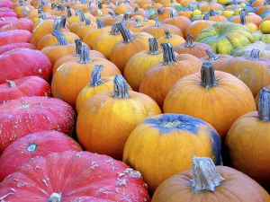 Japanese Pumpkin Stampe: Pumpkins