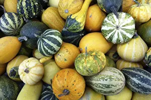 Decorative Pumpkins Stampe: Pumpkins