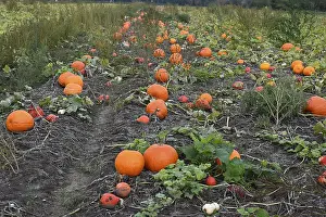 Pumpkin Patch Photos Stampe: Pumpkins in a field