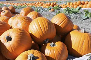 Deserted Pumpkin Patch Stampe: Pumpkins, pumpkin patch