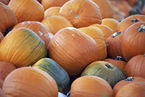 Sunny Autumn Day Stampe: Pumpkins, pumpkin patch