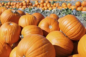 Pumpkin Patch Stampe: Pumpkins, pumpkin patch